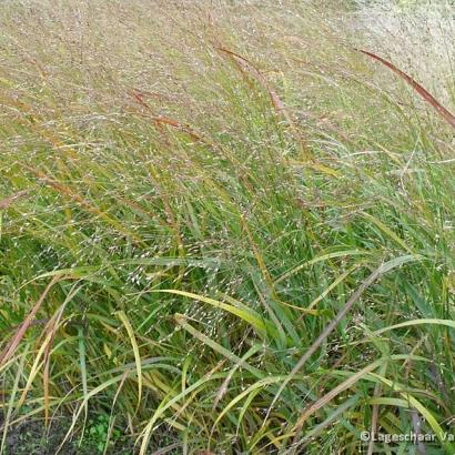 Panicum virgatum