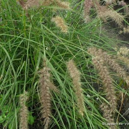 Pennisetum 'Karley Rose'
