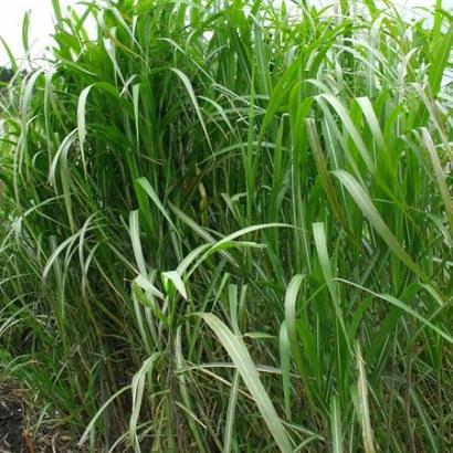 Miscanthus giganteus