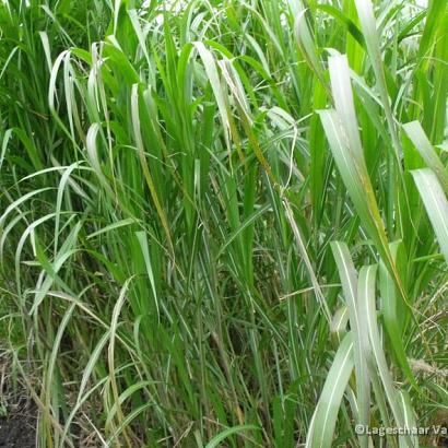 Miscanthus giganteus