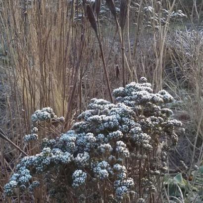 Agate Prairie Garden