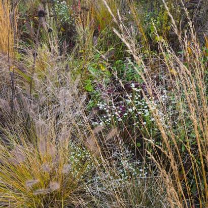 Agate Prairie Garden