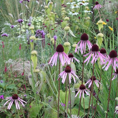 Agate Prairie Garden