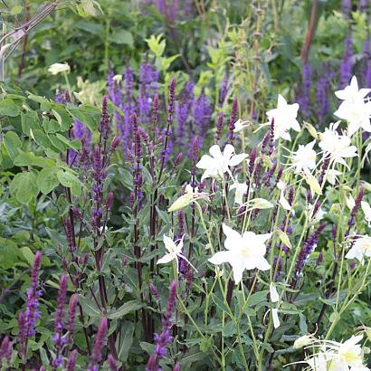 AmberPrairie Garden