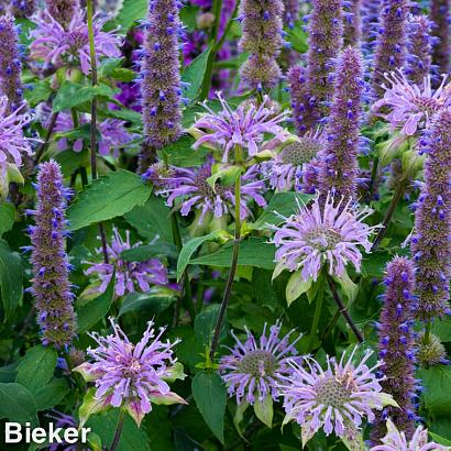 AmberPrairie Garden