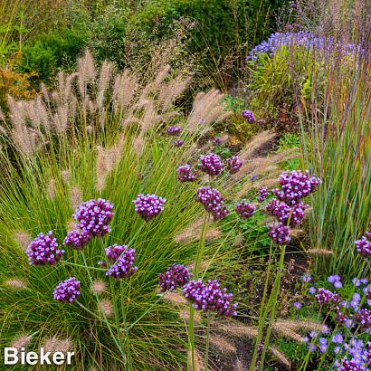 Amethyst Prairie Garden