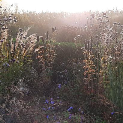 Amethyst Prairie Garden