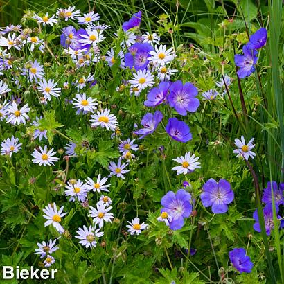 Amethyst Prairie Garden