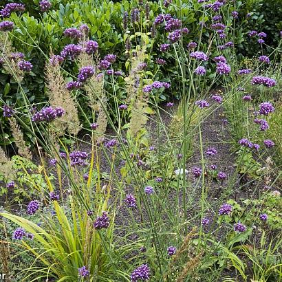 Amethyst Prairie Garden