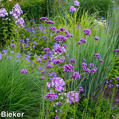 Amethyst Prairie Garden