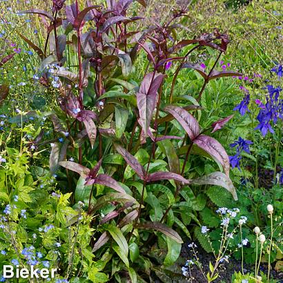 Aquamarine Prairie Garden