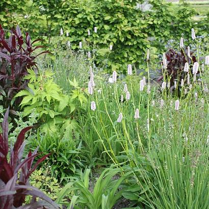 Aquamarine Prairie Garden