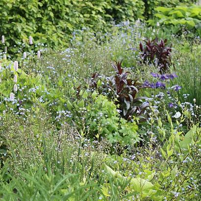 Aquamarine Prairie Garden