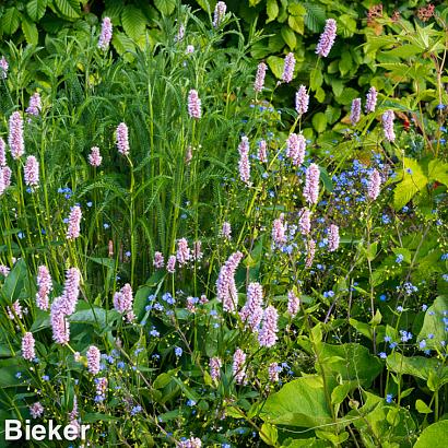 Aquamarine Prairie Garden