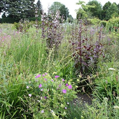 Aquamarine Prairie Garden