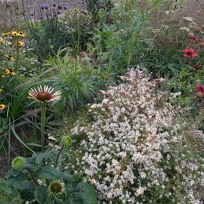 Citrine Prairie Garden