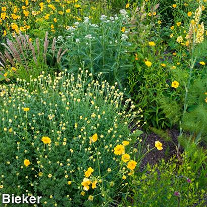 Citrine Prairie Garden