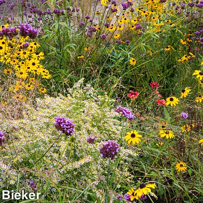 Citrine Prairie Garden