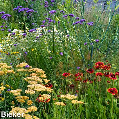 Citrine Prairie Garden