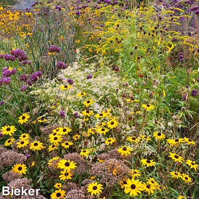 Citrine Prairie Garden