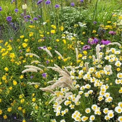 Citrine Prairie Garden