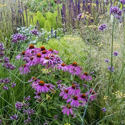 Citrine Prairie Garden