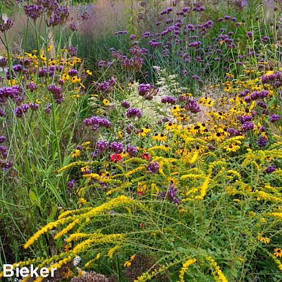 Citrine Prairie Garden