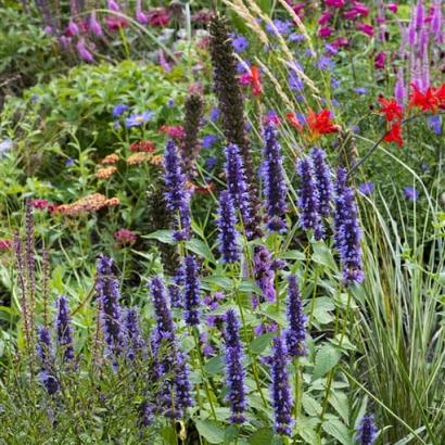 Cobalt Prairie Garden