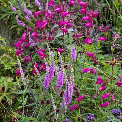 Cobalt Prairie Garden