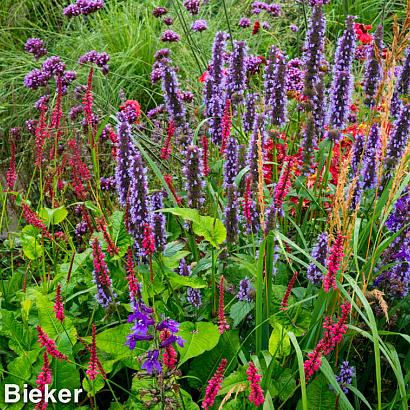 Cobalt Prairie Garden