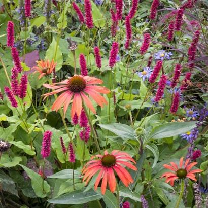 Cobalt Prairie Garden