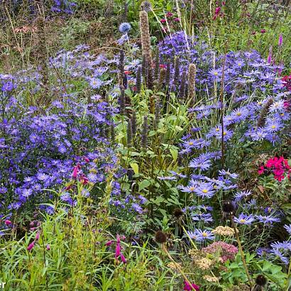 Cobalt Prairie Garden