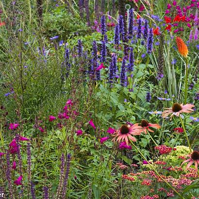 Cobalt Prairie Garden