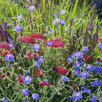 Cobalt Prairie Garden