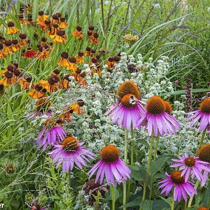 Copper Prairie Garden