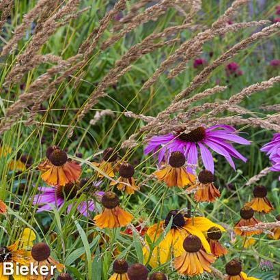 Copper Prairie Garden