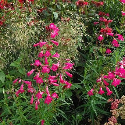 Copper Prairie Garden