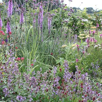 Coral Prairie Garden