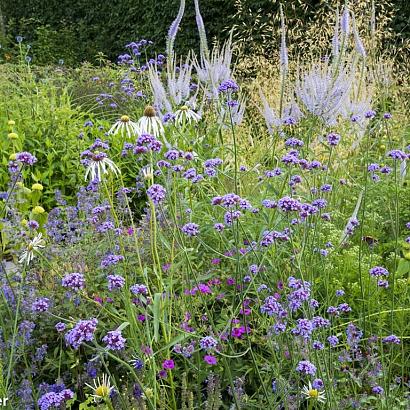 Coral Prairie Garden