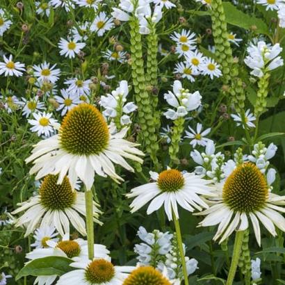 Crystal Prairie Garden