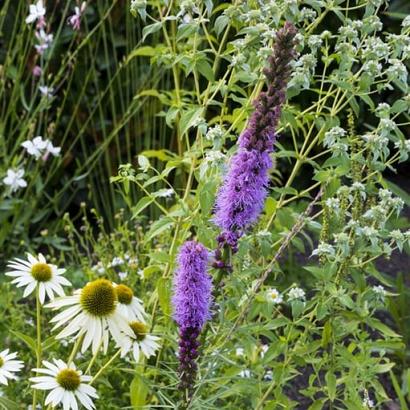 Crystal Prairie Garden