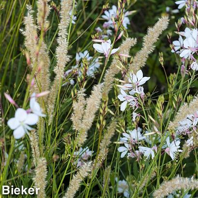 Crystal Prairie Garden