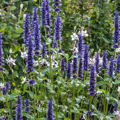 Crystal Prairie Garden