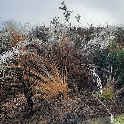 Diamond Prairie Garden