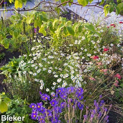 Emerald (Smaragd) Prairie Garden