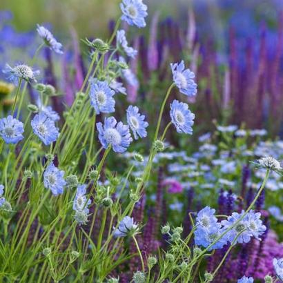 Fluorite Prairie Garden