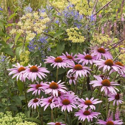 Fluorite Prairie Garden