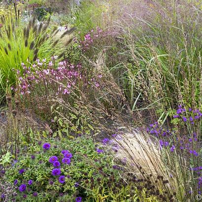 Garnet Prairie Garden