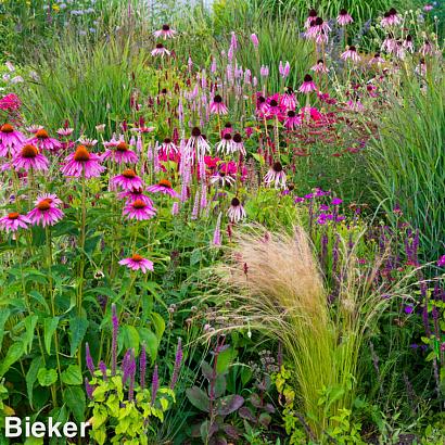 Garnet Prairie Garden