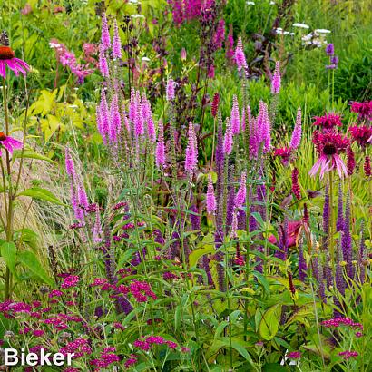 Garnet Prairie Garden